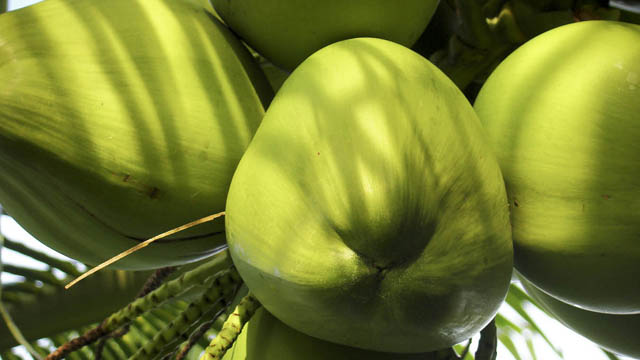 Coconut