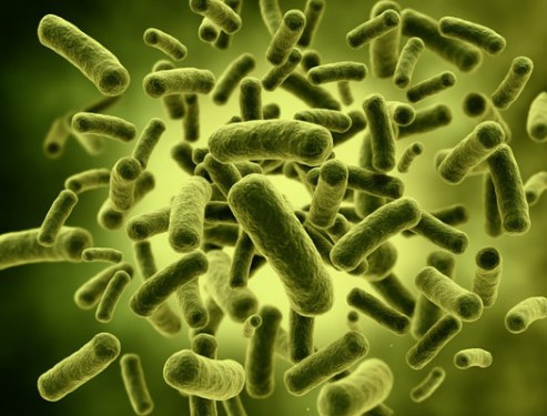 Probiotic-bacteria