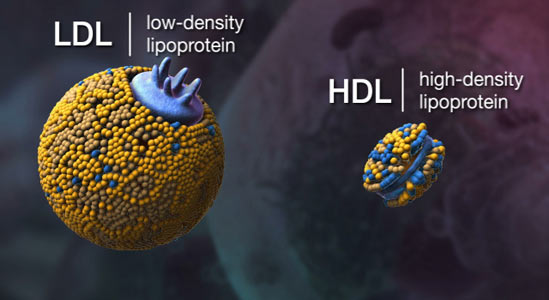 hdl-ldl-cholesterol