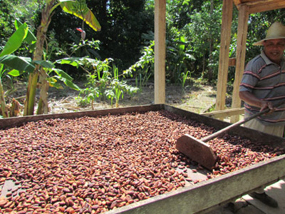 cacao-processing