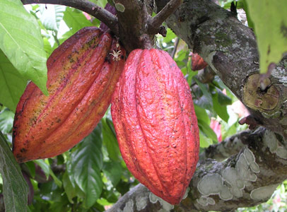cacao-tree