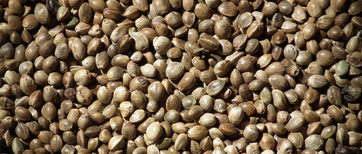 The Top 6 Benefits of Hemp Seeds
