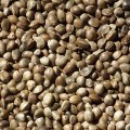 The Top 6 Benefits of Hemp Seeds