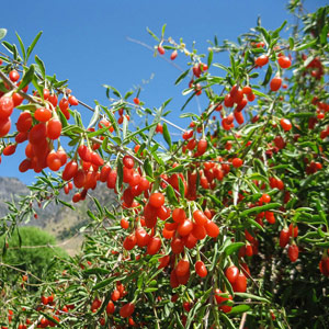 Goji-Berries-Lycium-barbarum-plant