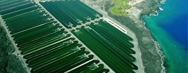 spirulina-farm-aerial