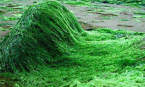 spirulina-growing